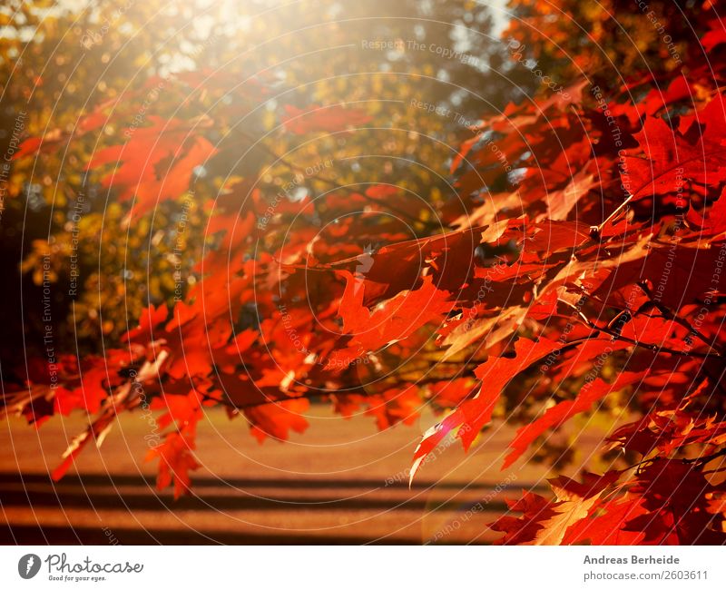 Herbstlich Natur Sonnenaufgang Sonnenuntergang Sonnenlicht Baum Blatt Park rot Erholung Frieden ruhig autumn autumnal Hintergrundbild beautiful beauty blurred