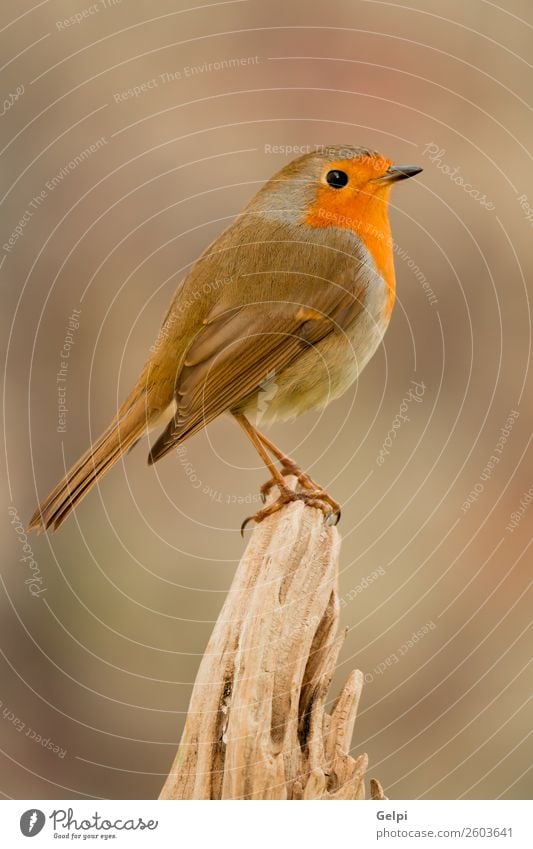 kleiner Vogel mit orangefarbenen Federn schön Leben Mann Erwachsene Umwelt Natur Tier natürlich wild braun grün weiß Tierwelt Rotkehlchen allgemein gehockt