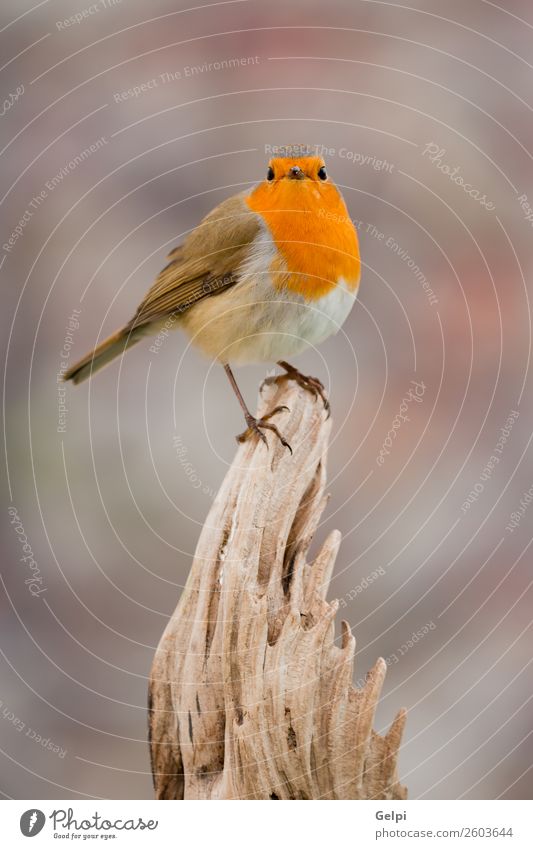 kleiner Vogel mit orangefarbenen Federn schön Leben Mann Erwachsene Umwelt Natur Tier natürlich wild braun grün weiß Tierwelt Rotkehlchen allgemein gehockt