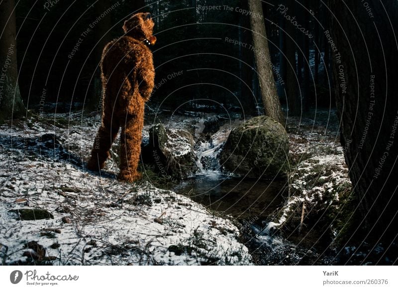 In freier Wildbahn Mensch maskulin Junger Mann Jugendliche Erwachsene Leben 1 Fell brünett Tier Wildtier Bär Bärenfell wild urinieren Wald Natur Baum Bach braun