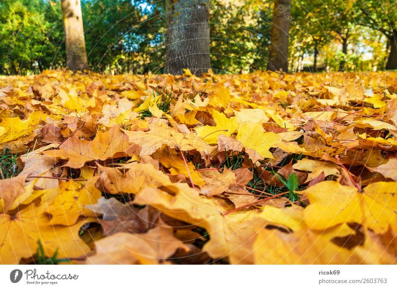 Herbstlich gefärbtes Laub auf dem Boden Erholung Ferien & Urlaub & Reisen Tourismus Natur Landschaft Wetter Baum Blatt Park gelb grün rot Farbe Idylle Klima