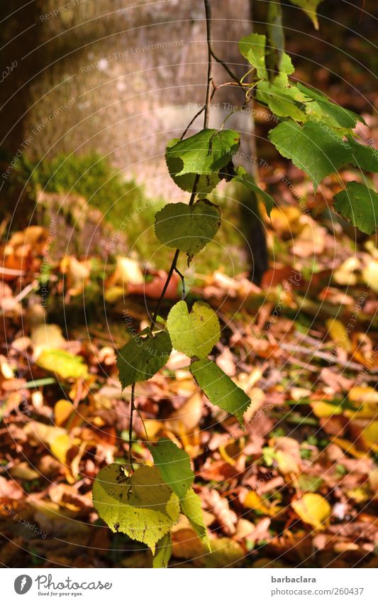 As time goes passing by Natur Sonnenlicht Herbst Schönes Wetter Baum Blatt Eiche Park fallen hängen dehydrieren natürlich viele braun gelb grün Stimmung Umwelt