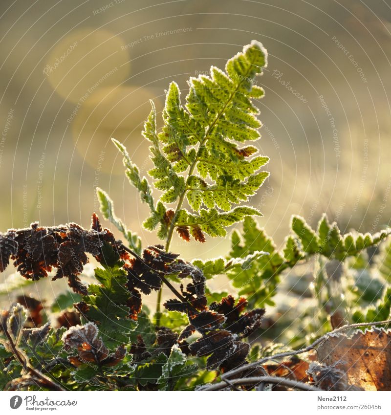 New life Umwelt Natur Pflanze Frühling Winter Klima Wetter Nebel Eis Frost Sträucher Farn Blatt Wildpflanze Wachstum wild grün zerbrechlich neu frisch Farbfoto