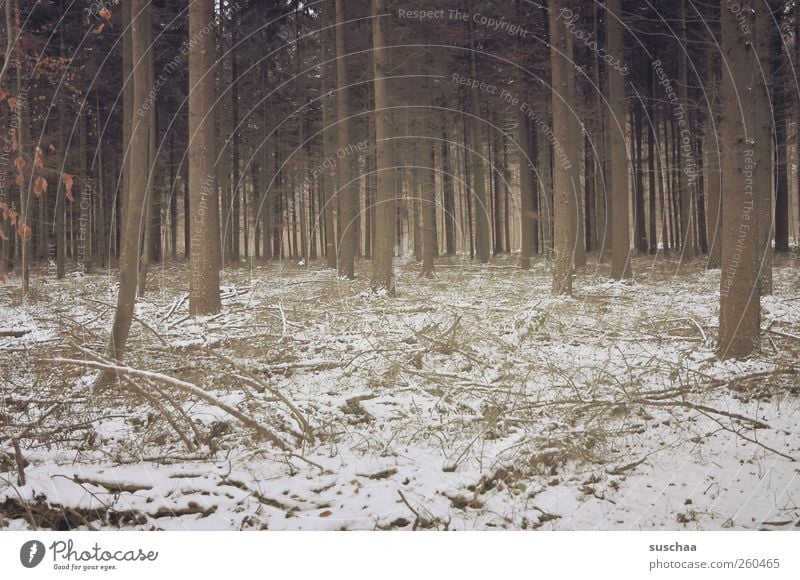444 Umwelt Natur Landschaft Winter Klima Klimawandel Eis Frost Schnee Wald Holz Baum trist Farbfoto Gedeckte Farben Außenaufnahme Menschenleer Tag