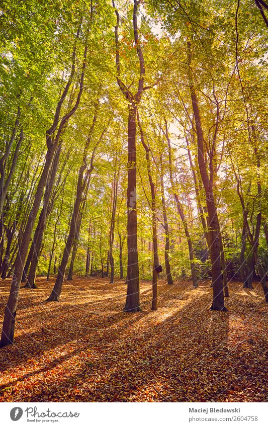 Malerischer Wald bei Sonnenaufgang. schön Ferien & Urlaub & Reisen Tourismus Ausflug Abenteuer Expedition Camping Umwelt Natur Landschaft Pflanze Herbst Baum