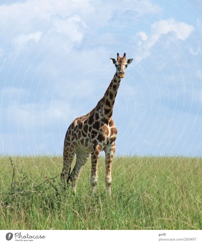 Giraffe in sunny ambiance elegant Leben Ferien & Urlaub & Reisen Ferne Freiheit Safari Natur Pflanze Tier Erde Himmel Horizont Sonnenlicht Sommer Schönes Wetter