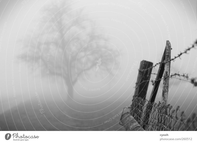 grau in grau Landschaft Nebel Baum Holz trist gefangen Zaun Stacheldrahtzaun driften Grenze Trauer Einsamkeit Menschenleer alt Maschendrahtzaun abweisend