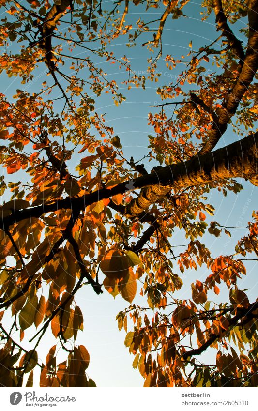 Kirschbaum Ast Baum Garten Herbst Herbstlaub Himmel Himmel (Jenseits) Schrebergarten Kleingartenkolonie Menschenleer Natur Pflanze ruhig Baumstamm Textfreiraum