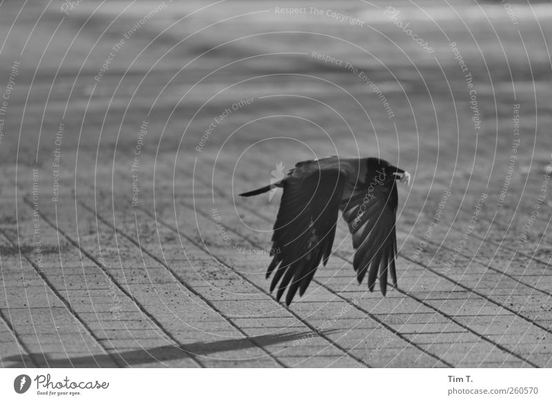 Bote Tier Vogel 1 Kontrolle Rabenvögel Krähe Schwarzweißfoto Außenaufnahme Menschenleer Tag