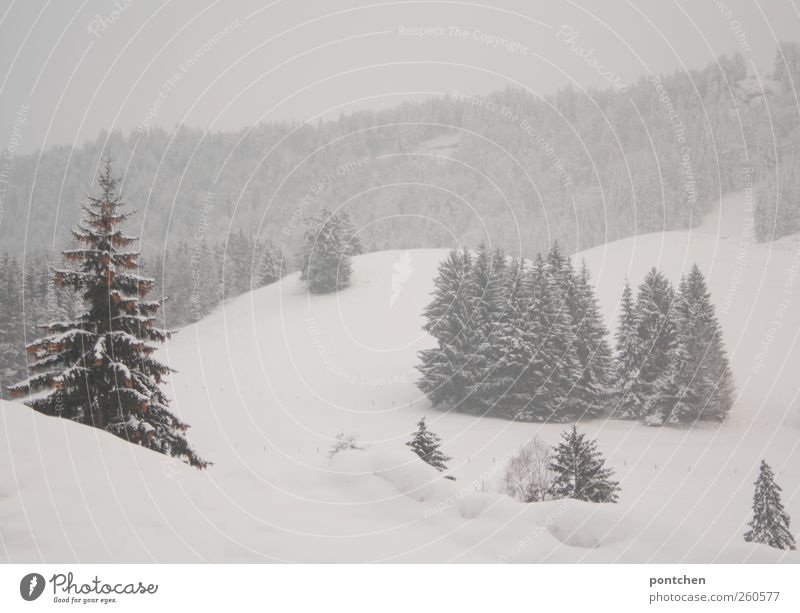 Verschneite Landschaft im Allgäu. Wald im Winter Natur schlechtes Wetter Nebel Eis Frost Schnee Schneefall Pflanze Baum grün weiß Tanne Schneelandschaft kalt