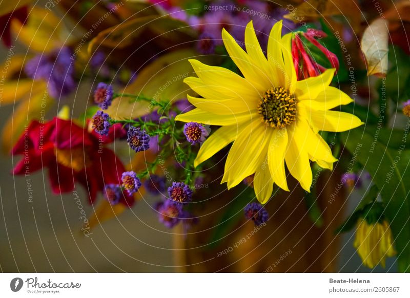 Kleiner Blumengruß Lifestyle Pflanze Blüte Dekoration & Verzierung Blumenstrauß Blühend genießen schön natürlich mehrfarbig gelb Gefühle Fröhlichkeit ästhetisch