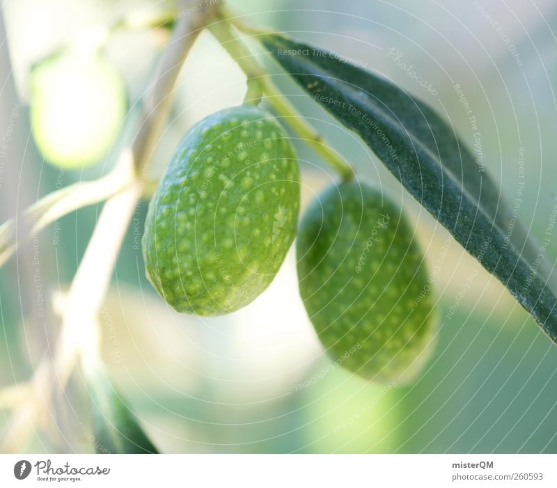 Olivenpaar. Kunst Umwelt Natur Pflanze ästhetisch Zufriedenheit harmonisch Wellness Meditation Olivenbaum Olivenöl Olivenhain Olivenblatt Olivenernte reif