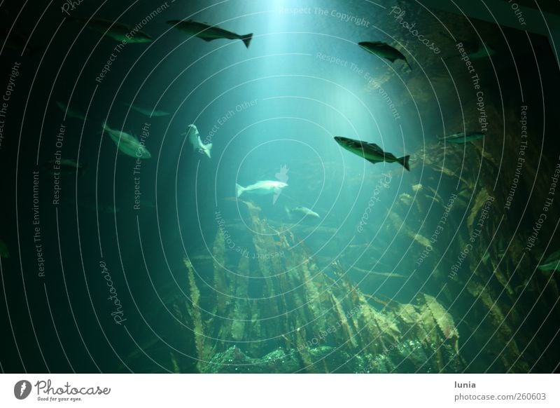 schwebende Fische Wasser Nordsee Tier Aquarium Tiergruppe Stein leuchten Schwimmen & Baden groß blau grün Abenteuer Erholung Gelassenheit Farbfoto