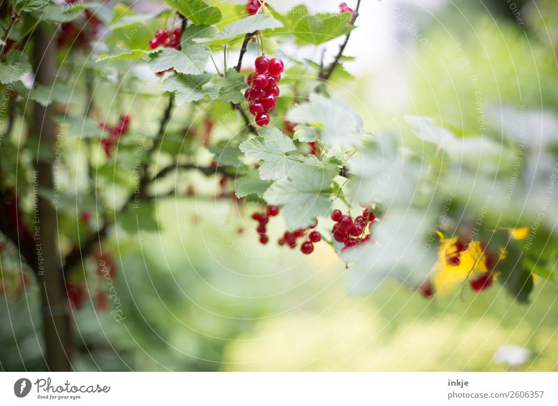 Johannisbeerbäumchen im Garten. Rote Früchte, grüne Blätter. Frucht Johannisbeeren Johannisbeerstrauch Ernährung Natur Sommer Schönes Wetter Nutzpflanze frisch