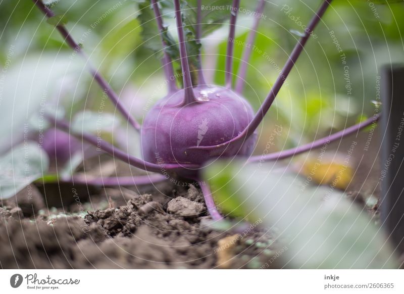Kohlrabi Gemüse Ernährung Bioprodukte Sommer Herbst Nutzpflanze Garten Gemüsebeet Erde Beet nutzbeet Ackerbau Ernte Wachstum frisch braun grün violett Farbfoto