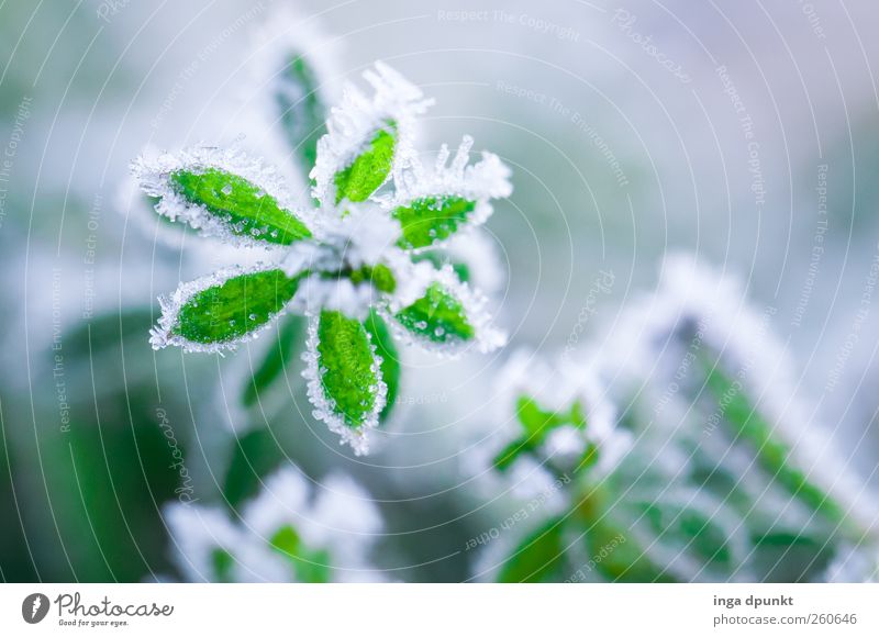 Grüner Stern Umwelt Natur Landschaft Pflanze Urelemente Winter Klima Wetter Eis Frost Blume Blatt Grünpflanze Wildpflanze frisch kalt grün weiß Hoffnung schön