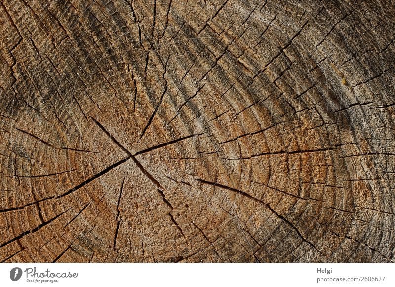 Schnittfläche eines Baumstammes mit Jahresringen und Rissen Umwelt Natur Pflanze Wald Holz alt dehydrieren authentisch einzigartig natürlich braun grau schwarz