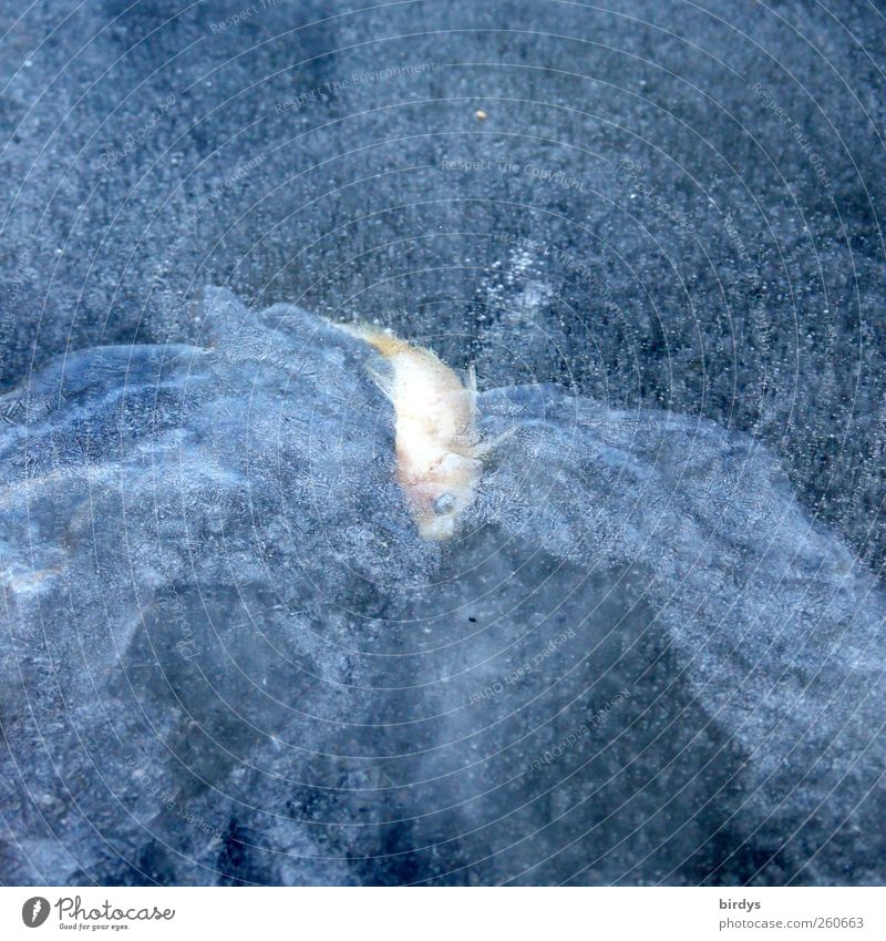 Ein im Teich eingefrorener Goldfisch. Eis Frost Fisch Todesangst Wasser Kälteopfer Winter Klima 1 erfrieren Tier außergewöhnlich kalt Ende Wandel & Veränderung