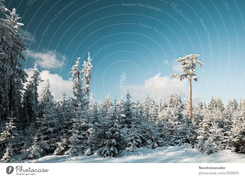 Samenspender Ausflug Winter Schnee Winterurlaub Natur Landschaft Pflanze Klima Schönes Wetter Eis Frost Wald Erholung kalt blau weiß Nadelwald Kiefer Fichte