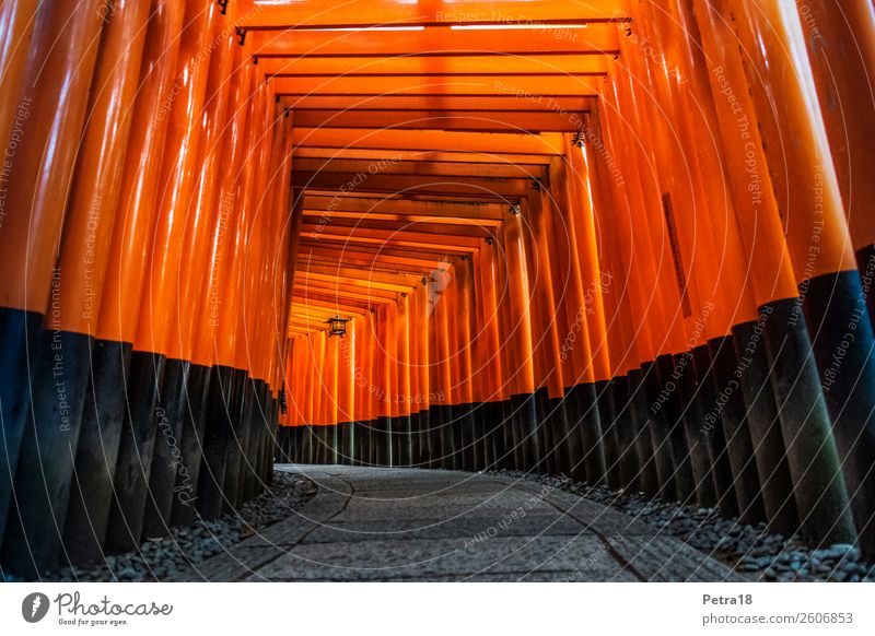 Fushimi-Inari-Schrein Kyoto Ferien & Urlaub & Reisen Tourismus Ausflug Ferne Städtereise Japan Asien Sehenswürdigkeit Wahrzeichen Denkmal Holz authentisch