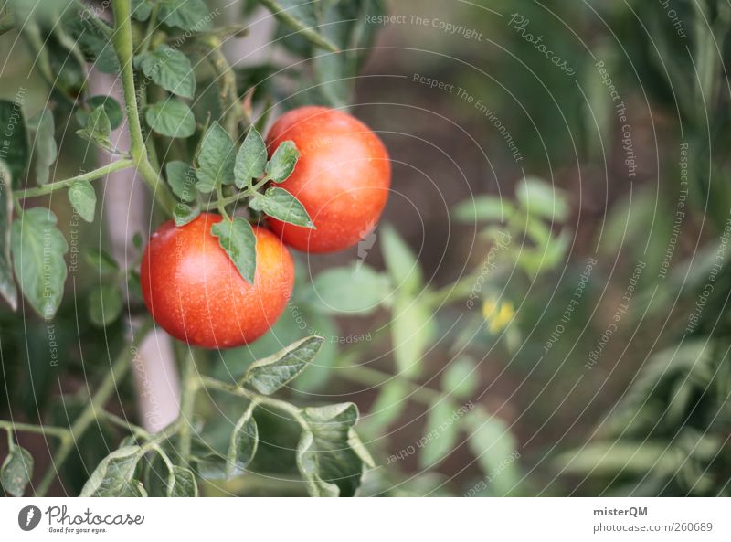 Tomatina? Kunst ästhetisch Tomate Tomatensaft Tomatensuppe Tomatenplantage 2 paarweise rot grün Wachstum Ernte Garten eigen Gesunde Ernährung ökologisch