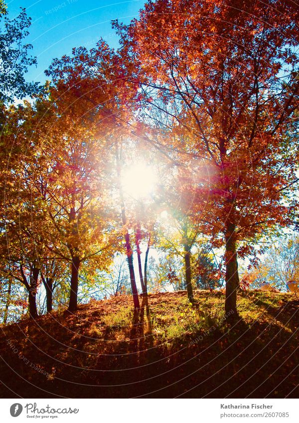 Herbstlicht Natur Landschaft Himmel Sonne Sonnenlicht Frühling Baum Park Wald Hügel leuchten blau braun mehrfarbig gelb gold grau grün violett orange rosa rot