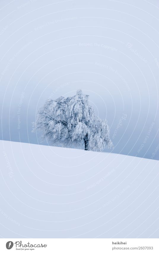 Wintertree - verschneiter Baum auf dem Schauinsland Ferien & Urlaub & Reisen Tourismus Ausflug Abenteuer Ferne Freiheit Schnee Winterurlaub Berge u. Gebirge