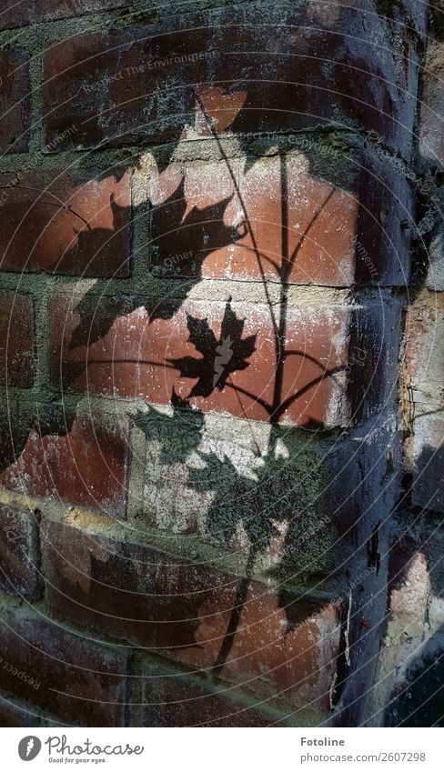 Herbstschatten Blatt braun grau schwarz Wand Ahorn Ahornblatt Mauer Mauerpflanze Mauerstein Farbfoto Gedeckte Farben Außenaufnahme Detailaufnahme Menschenleer