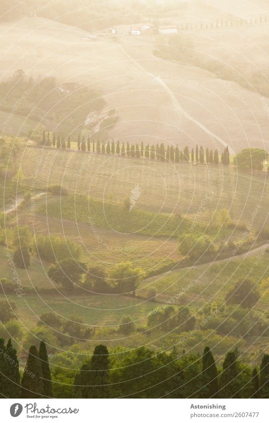 Toskana Umwelt Natur Landschaft Pflanze Luft Sommer Wetter Schönes Wetter Baum Gras Sträucher Wiese Feld Hügel Montepulciano Italien Wege & Pfade alt hell gold