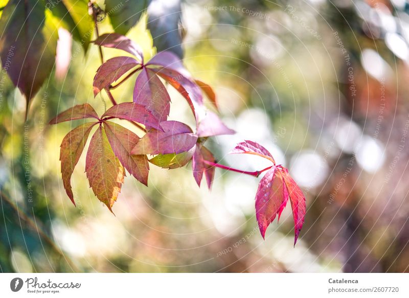 Trash | Letzte Herbstbild einer Serie.. Ranke des Wilden Weins im Herbst Natur Pflanze Blatt Wilder Wein Herbstlaub Garten verblüht dehydrieren ästhetisch schön