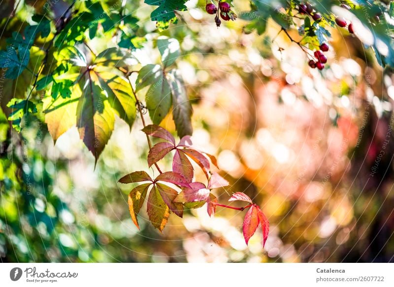 Blätter der Wilden Weinrebe im Sonnenlicht Natur Pflanze Herbst Schönes Wetter Blatt Weissdorn Beeren Wilder Wein Wilde Weinrebe Hecke Herbstlaub Garten Wald