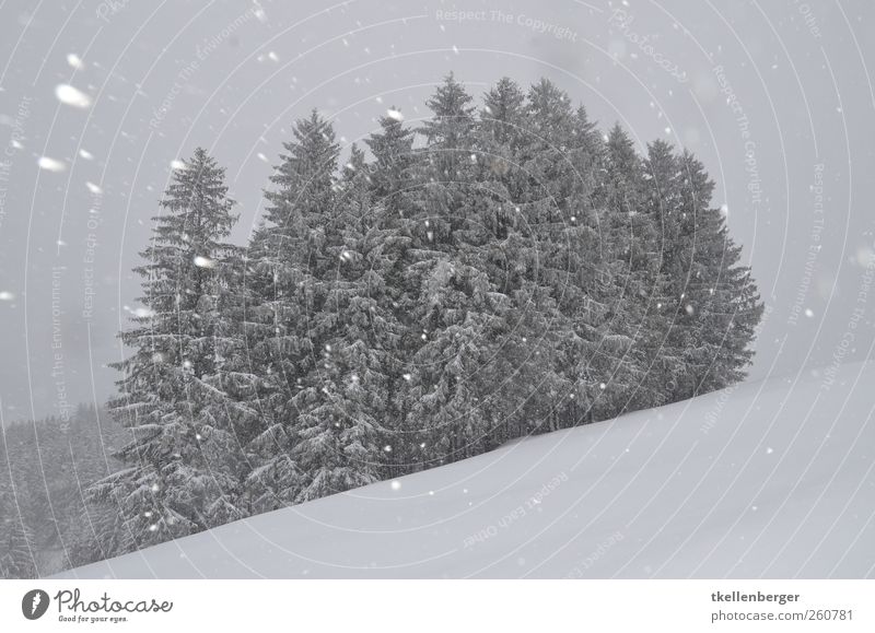 gestöber Umwelt Natur Himmel Wolken Winter schlechtes Wetter Eis Frost Schnee Schneefall Pflanze Baum Tanne Wald Waldrand Wäldchen Hügel grau schwarz weiß kalt
