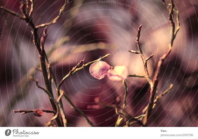 \ o / Umwelt Natur Pflanze Sträucher Blatt Zweig Blütenknospen Garten ästhetisch schön violett Einsamkeit einzeln 1 Mitte Farbfoto Gedeckte Farben Außenaufnahme