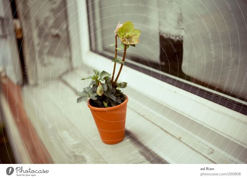 Blumen. Nur für dich! Pflanze Blumentopf Fenster Fensterbrett natürlich Warmherzigkeit sparsam Farbfoto Tag Totale