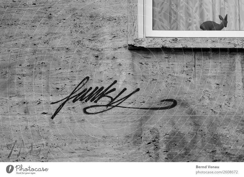 funky Stadt Mauer Wand Tierjunges modern Schwarzweißfoto flippig Graffiti Rehkitz Gardine Fenster Kitsch Figur Konflikt & Streit alt&neu grau Spießer