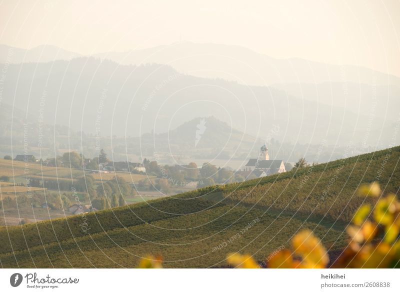 Herbst in Baden Natur Landschaft Wein Feld Hügel Berge u. Gebirge Erholung Freiheit Freizeit & Hobby Freude Frieden Religion & Glaube Kraft Lebensfreude