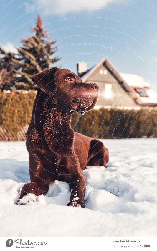 ... Glück Freizeit & Hobby Wohnung Haus Garten Schönes Wetter Schnee Baum Hecke Fenster Dach Haustier Hund Labrador 1 Tier beobachten liegen Blick warten