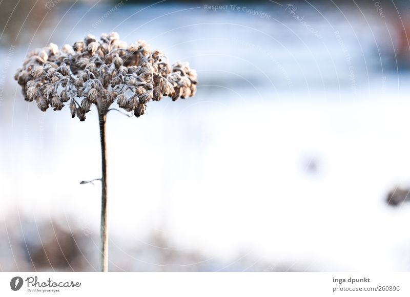 Stil Umwelt Natur Pflanze Urelemente Winter Eis Frost Blume Blüte Wildpflanze Seeufer kalt trist trocken blau weiß Sorge Trauer Enttäuschung Einsamkeit kahl
