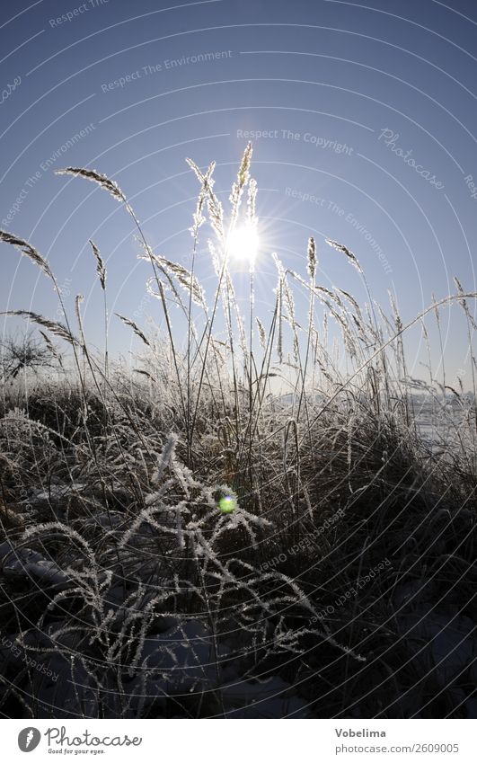 Gräser im Winter mit Sonne Natur Landschaft Eis Frost Pflanze Gras Feld kalt blau grau weiß schnee himmel Farbfoto Außenaufnahme Menschenleer Textfreiraum oben