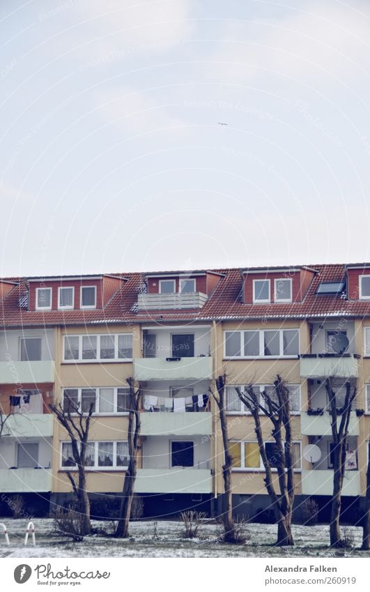 Wäsche an Bäumen. Häusliches Leben Wohnung Haus Baum Wohnhaus Mehrfamilienhaus Balkon Autofenster fleißig trocknen Wäscheleine Nachbar Alltagsfotografie