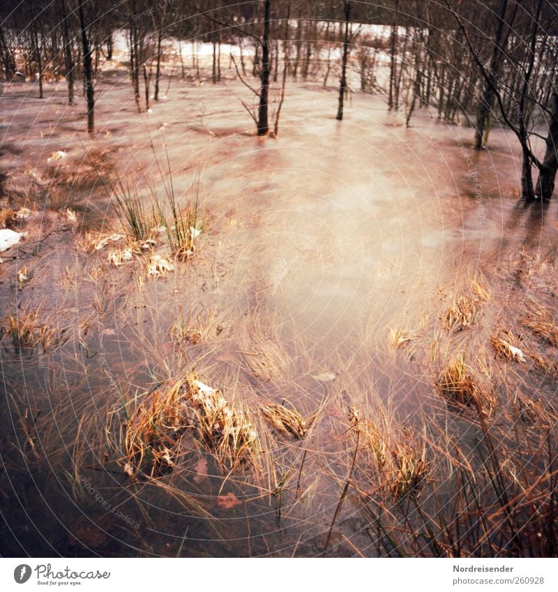 Weiterhin sehr kalt Natur Landschaft Pflanze Wasser Winter Klima Wetter Eis Frost Schnee Baum Moor Sumpf frieren stagnierend Stimmung Binsen Wasserpflanze