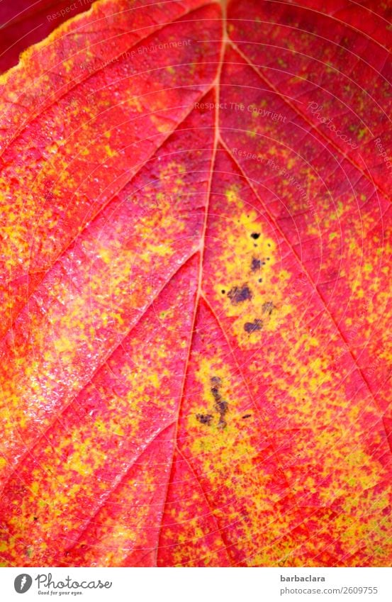 Verwandlung | Hamamelisblatt im Herbst Natur Pflanze Klima Sträucher Blatt Nutzpflanze Garten leuchten gelb rot Gefühle Farbe Umwelt Wandel & Veränderung