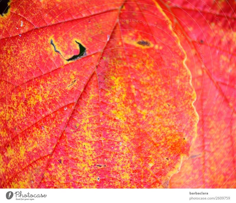 Junk | so viele Herbstblätter Natur Pflanze Sträucher Blatt Garten leuchten gelb rot Farbe Klima Umwelt Wandel & Veränderung Farbfoto Außenaufnahme Nahaufnahme