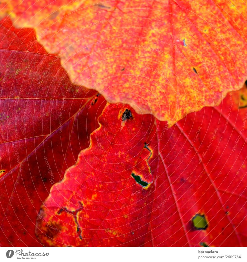 Es wird Herbst Pflanze Sträucher Blatt leuchten rot Stimmung Erwartung Farbe Klima Natur Wandel & Veränderung Farbfoto Außenaufnahme Detailaufnahme Muster