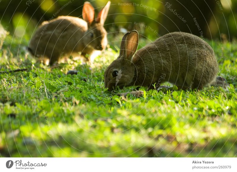 Gemeinsame Rasenpflege II Natur Sonnenlicht Frühling Sommer Schönes Wetter Wiese Tier Haustier Nutztier Hase & Kaninchen 2 Fressen frei braun gelb grün Farbfoto