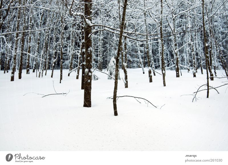Schwarzwald Winterurlaub Natur Landschaft Klimawandel Eis Frost Schnee Baum Wald kalt Stimmung Baumstamm Schneedecke Farbfoto Außenaufnahme Menschenleer