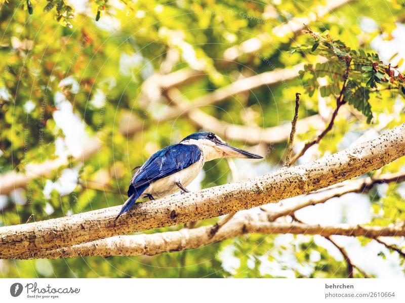 der frühe vogel Ferien & Urlaub & Reisen Tourismus Ausflug Abenteuer Ferne Freiheit Natur Baum Blatt Tier Vogel Flügel Eisvögel kighfisher Feder 1