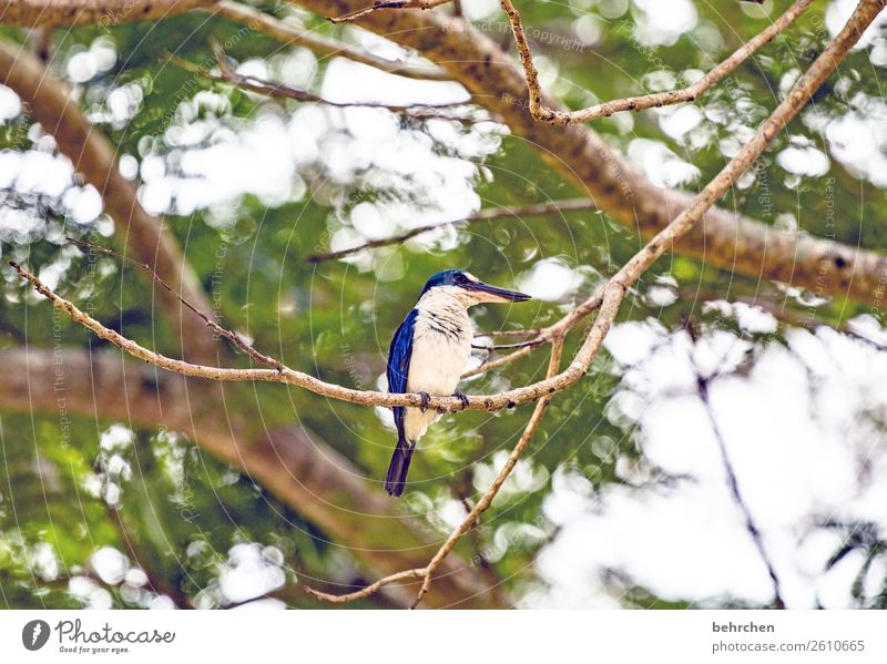 wachposten Ferne Baum Ast Freiheit Eisvögel kingfisher blau Ferien & Urlaub & Reisen Abenteuer Ausflug Malaysia Blätter Tourismus Natur exotisch fantastisch