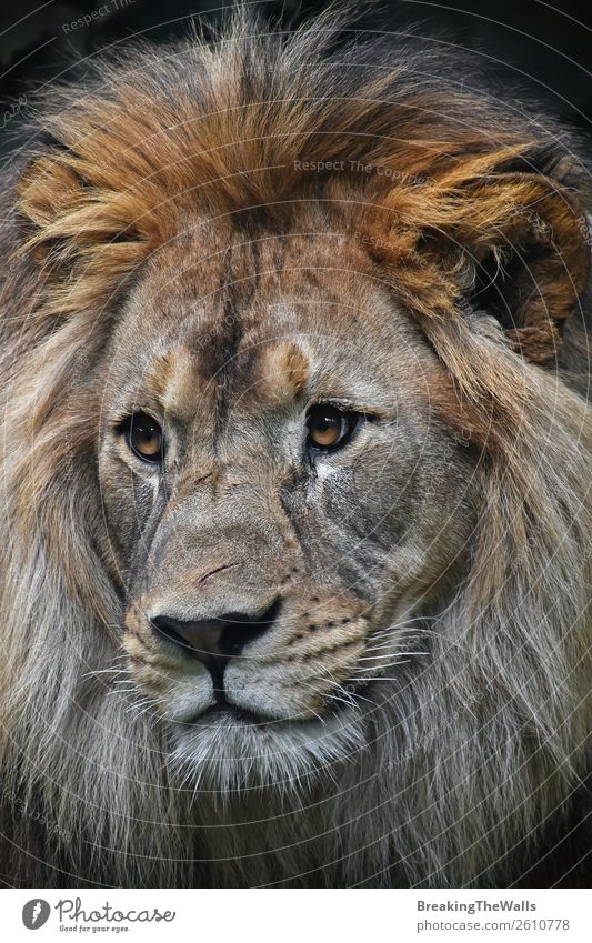 Nahaufnahme Frontporträt des männlichen afrikanischen Löwen Tier Wildtier Tiergesicht Zoo 1 wild Löwenmähne Kopf Auge Schnauze Angesicht zu Angesicht Tierwelt