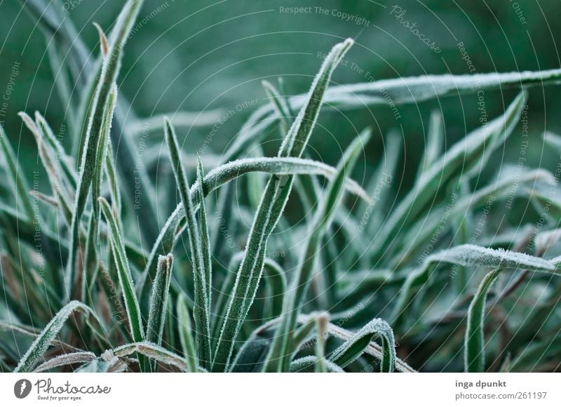 Blick ins Gras Umwelt Natur Pflanze Winter Klima Wetter Eis Frost Blatt Grünpflanze Wildpflanze Garten Wiese Raureif gefroren kalt grün Jahreszeiten überwintern
